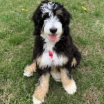 We love our Doodle!